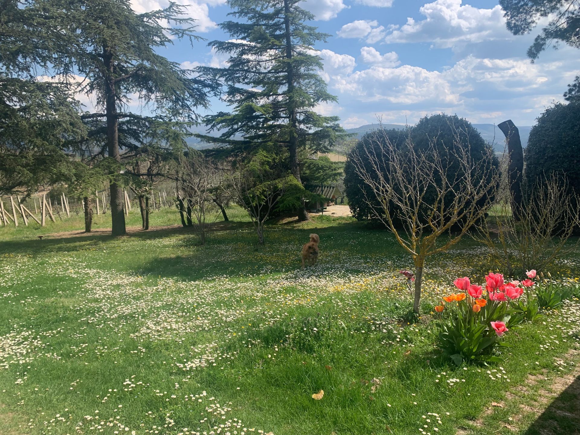 Un rigoglioso giardino verde con margherite, tulipani e alberi sotto un cielo azzurro. Un cagnolino è seduto sull'erba.