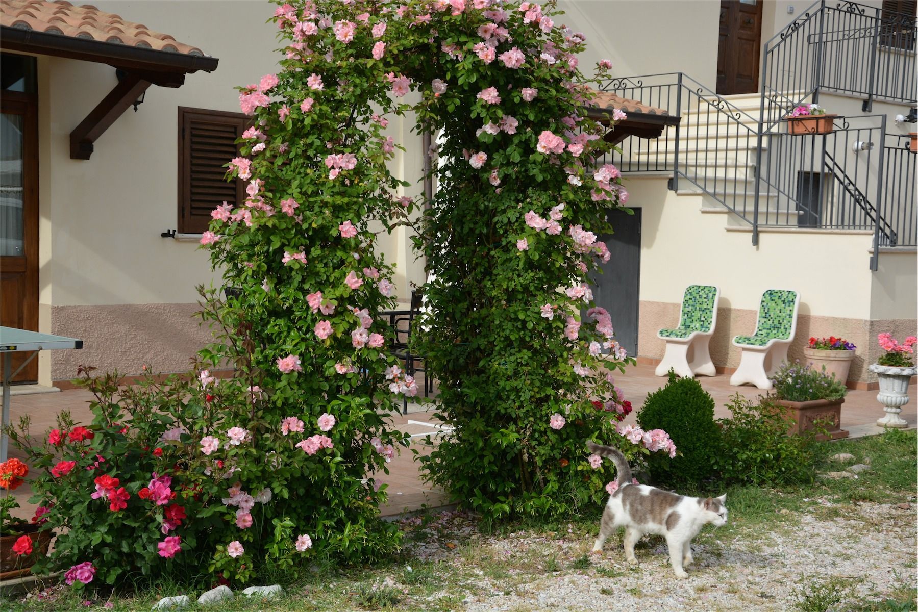 Un gatto è in piedi in un giardino sotto un arco floreale. Rose rosa si arrampicano sull'arco; alcune sedie sono sistemate lì vicino.