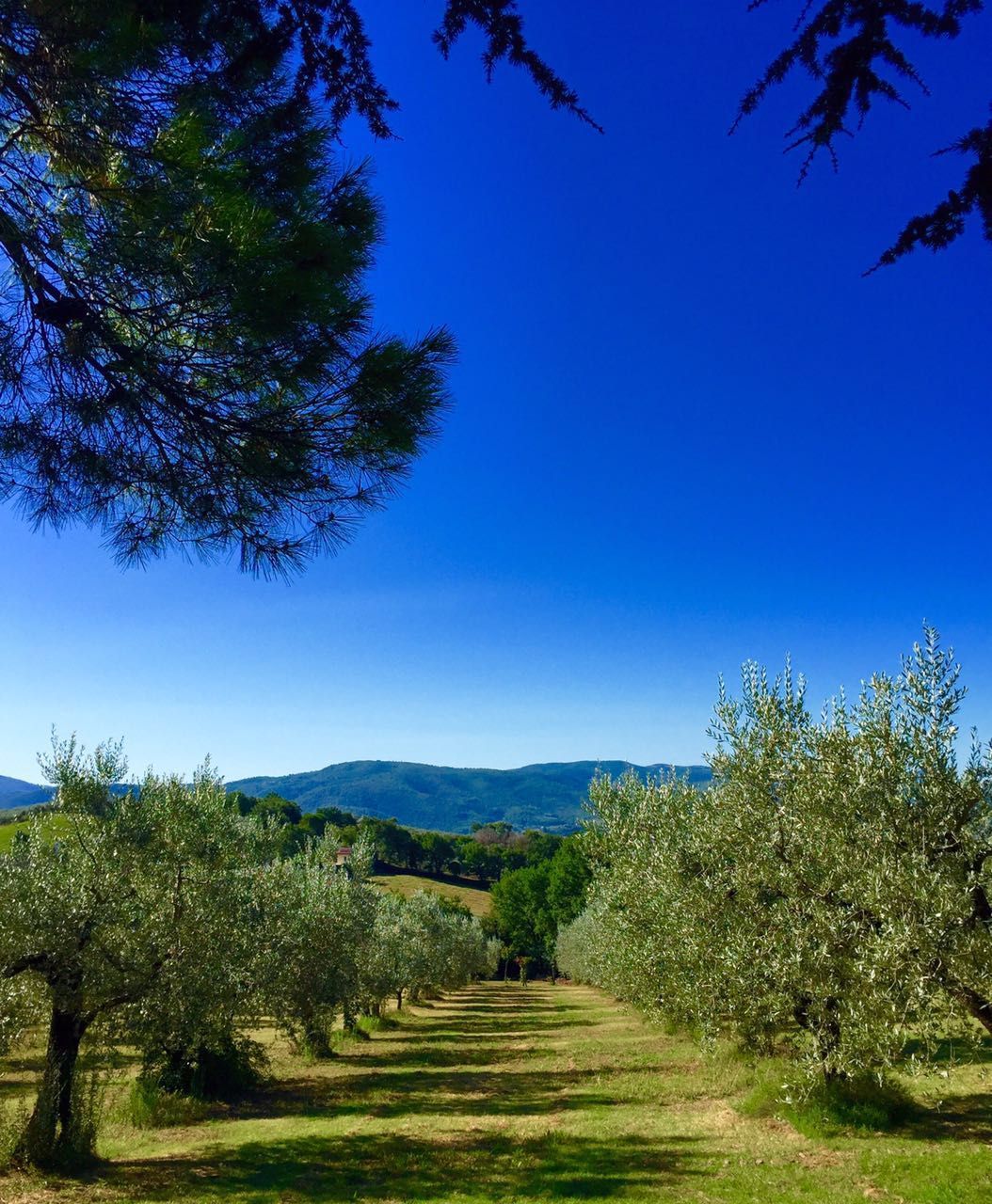 Ulivi in ​​fila sotto un cielo azzurro brillante, con dolci colline verdi in lontananza.