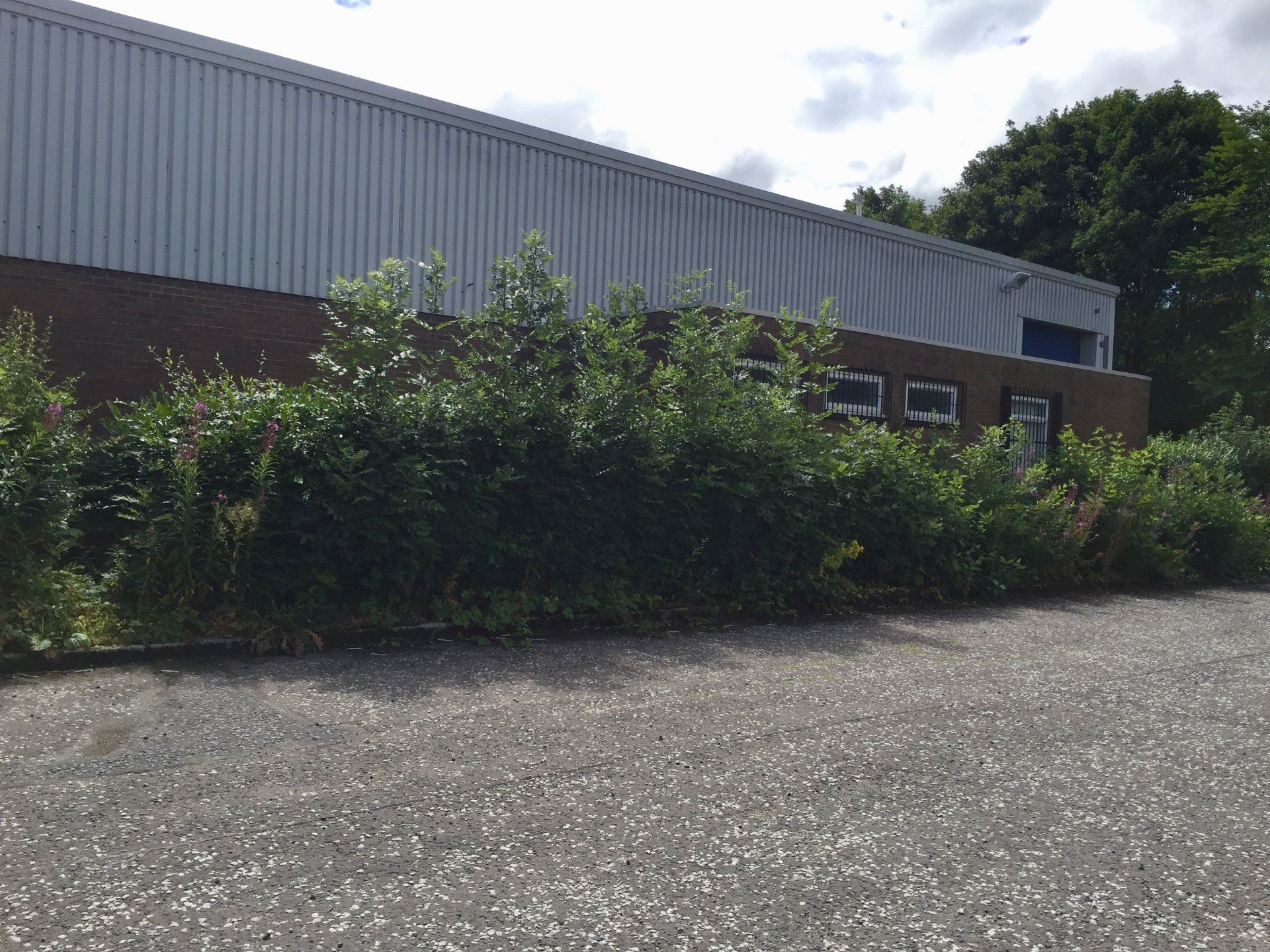 Overgrown industrial units before landscaping