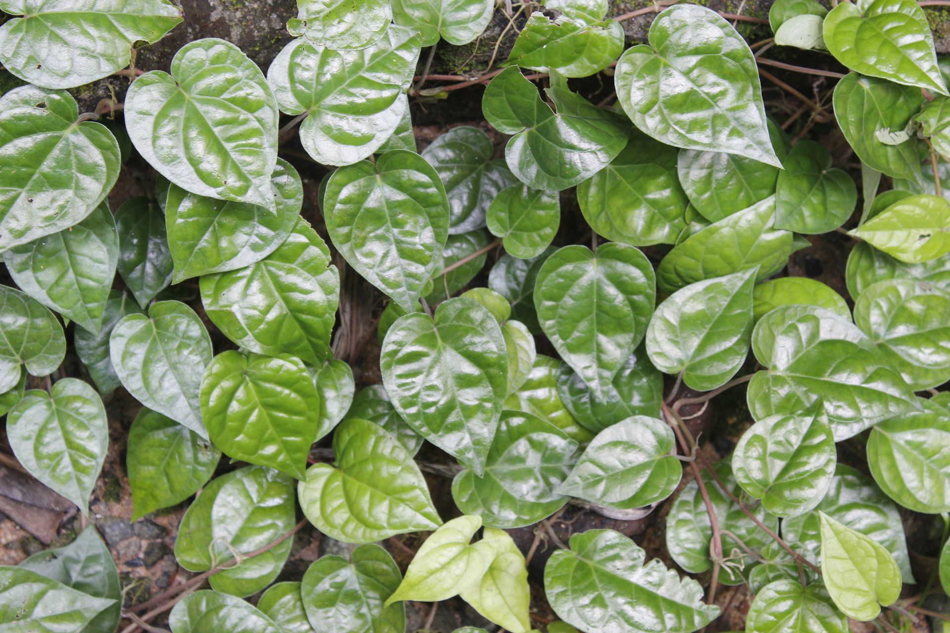 A bunch of green leaves are growing on the ground.