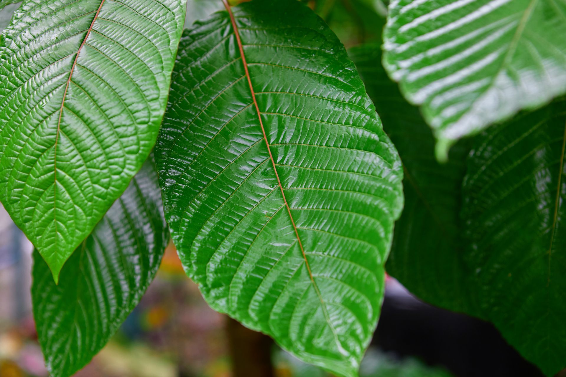 A close up of a green leaf on a tree.