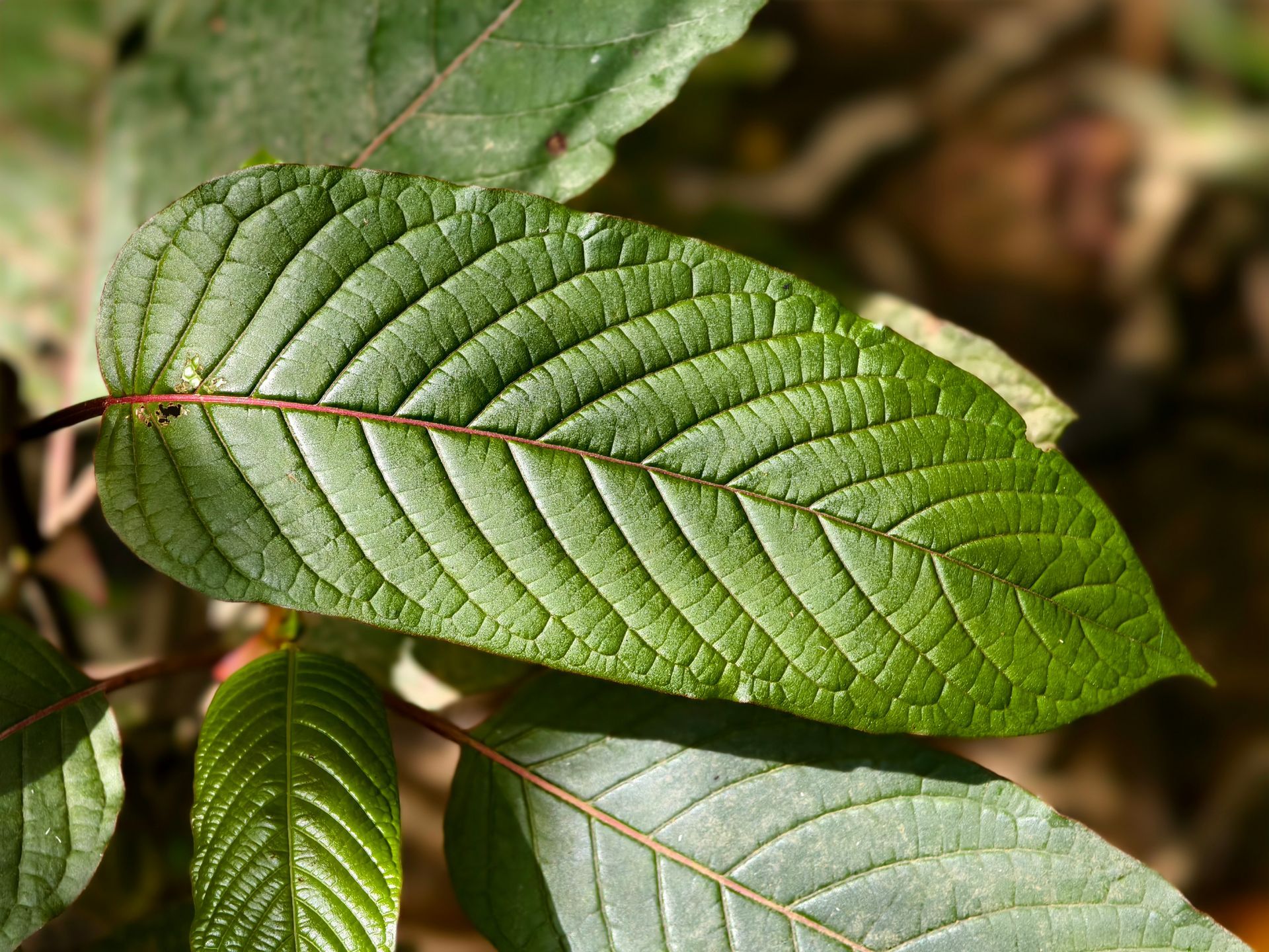 A close up of a green leaf on a tree branch
