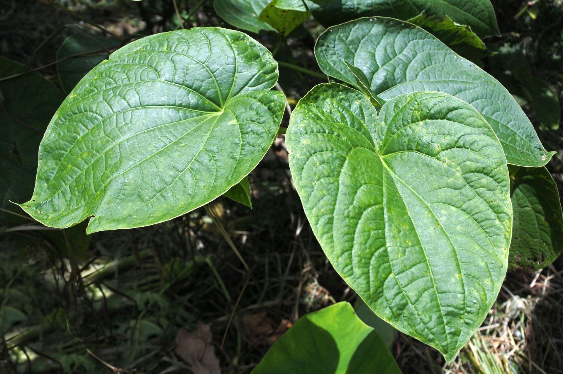 A close up of a green leaf on a plant
