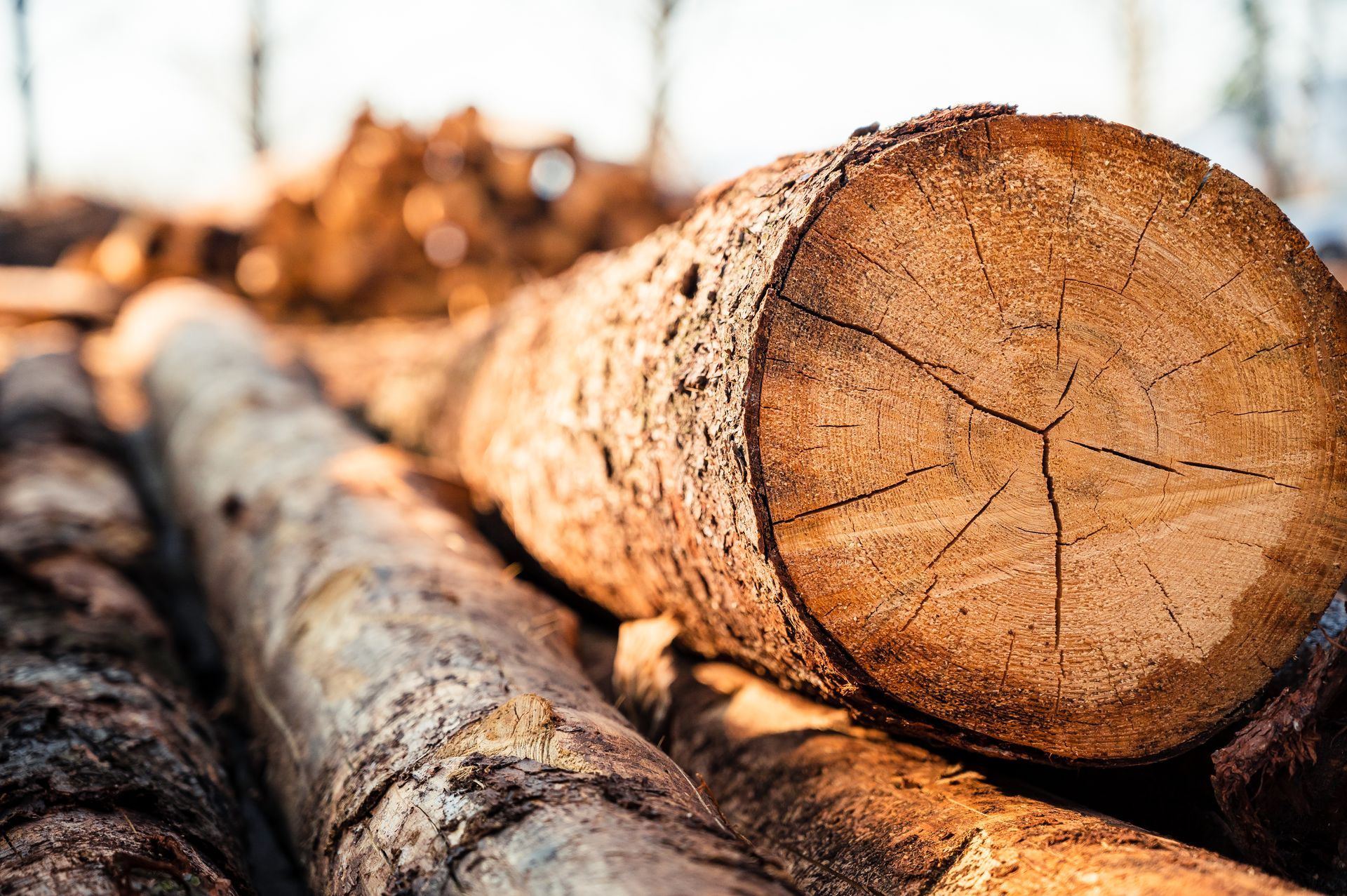 Close-up of a cut tree trunk in focus, with other stacked logs blurred in the background under warm natural lighting.