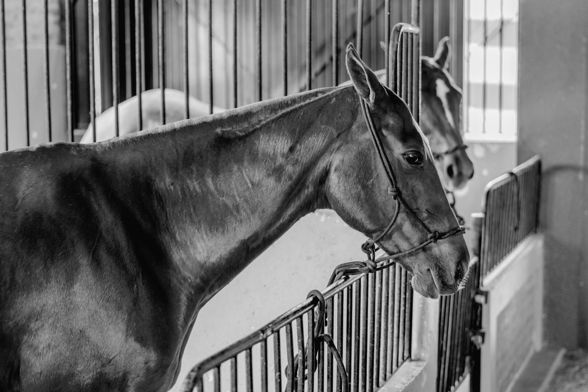 Two chestnut horses in stalls, heads over railings.