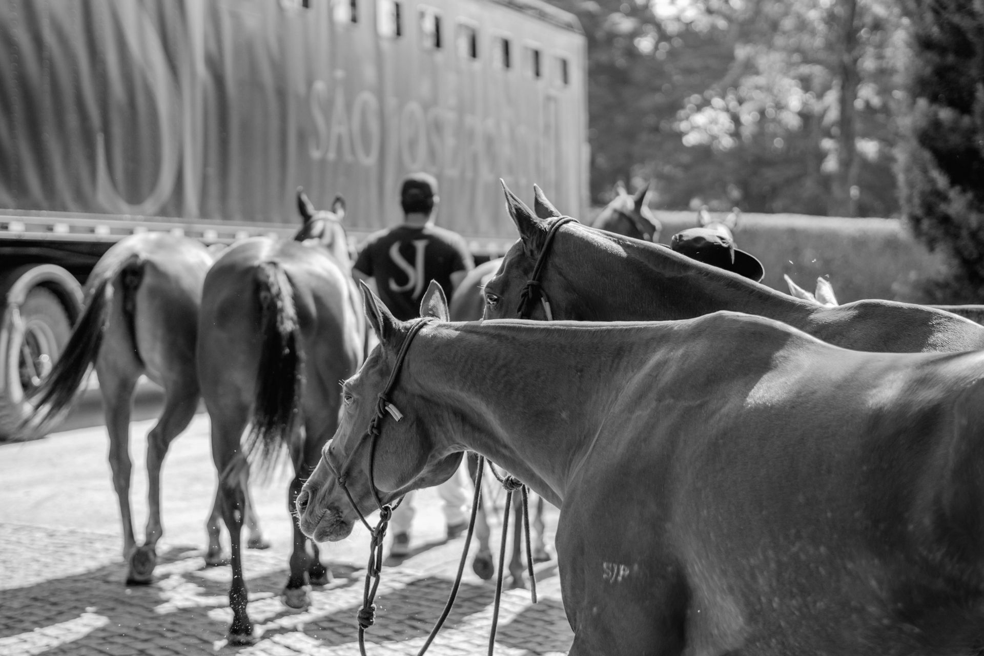 Chestnut horses near a horse trailer, led by a person in a black shirt, outside on a sunny day.