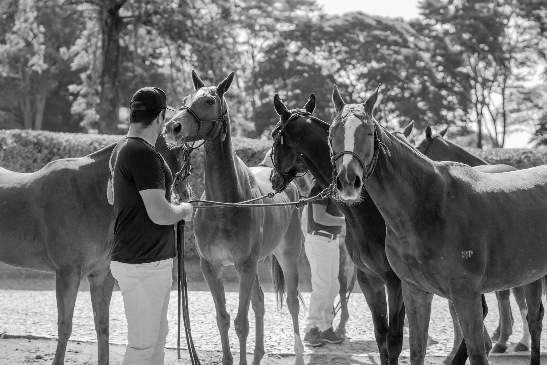 Man standing with a group of chestnut horses on a sunny day.