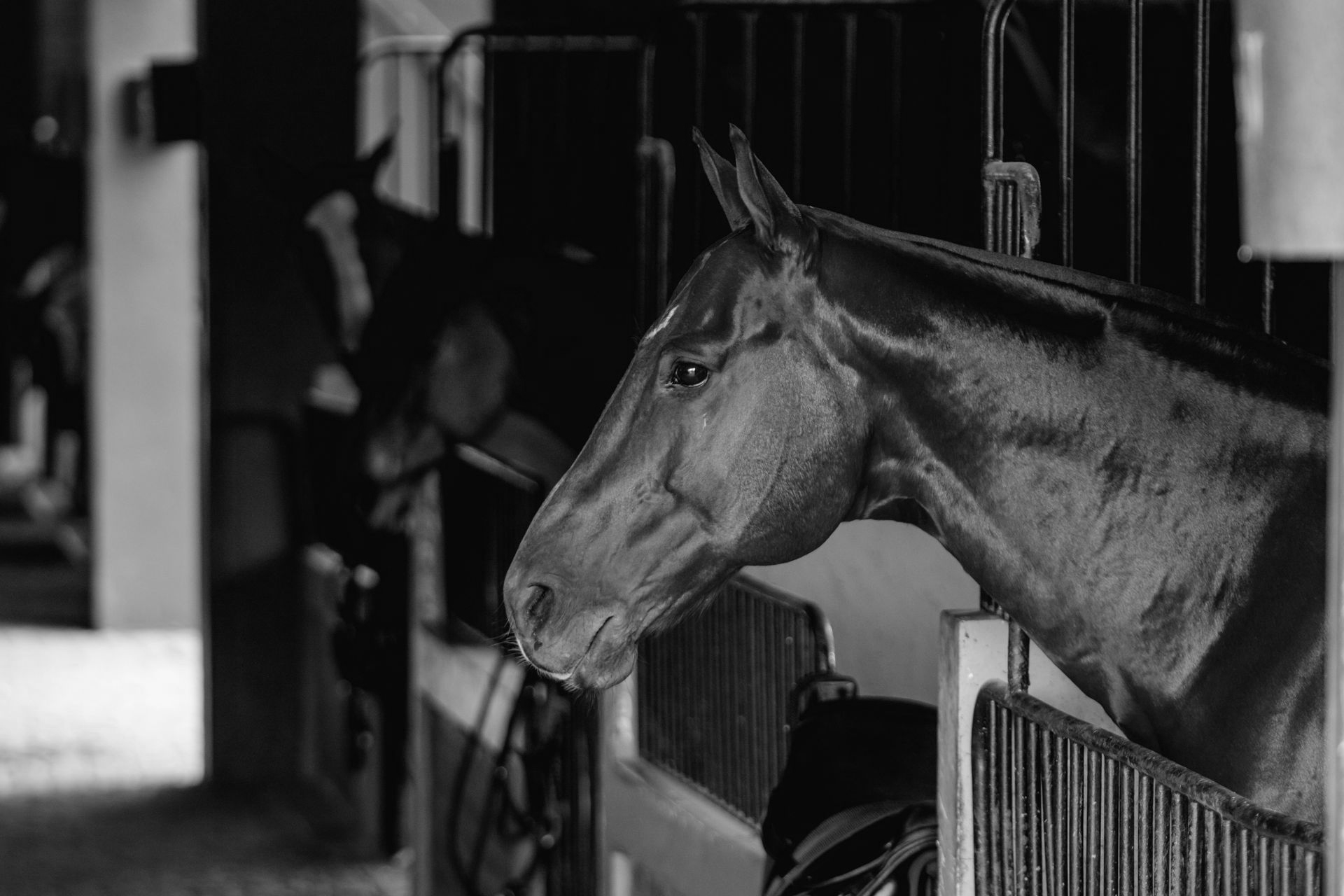 Bay horse in stall, head turned, looking out. Another horse visible behind it.