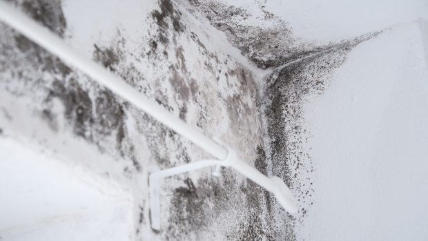 A close up of a white wall with black mold growing on it.