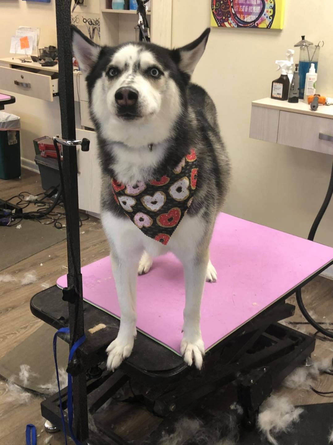 Fully Groomed Dogs Toms River, NJ Salty Dog Grooming