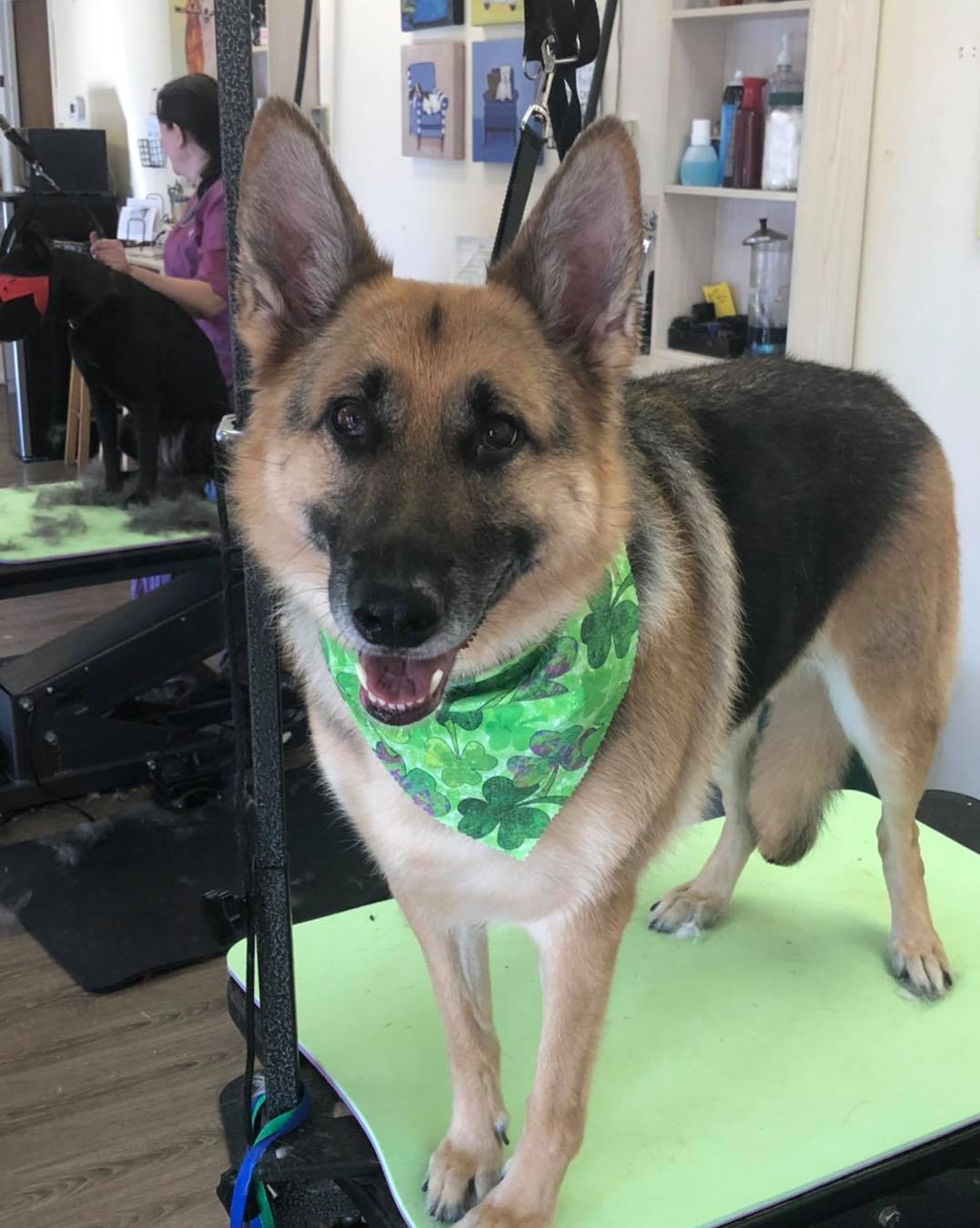 German Shepherd with Green Bandana – Toms River, NJ – Salty Dog Grooming