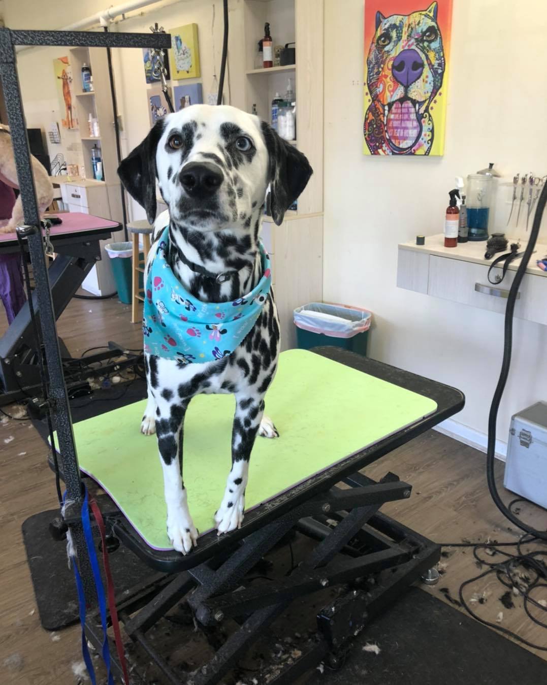 Dalmatian – Toms River, NJ – Salty Dog Grooming