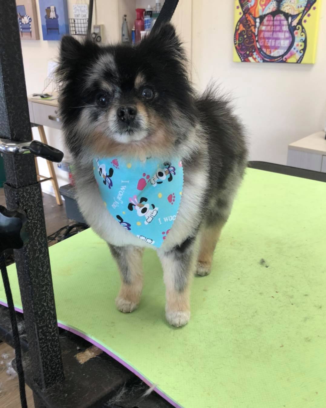 Tri-Color Coat Pomeranian – Toms River, NJ – Salty Dog Grooming