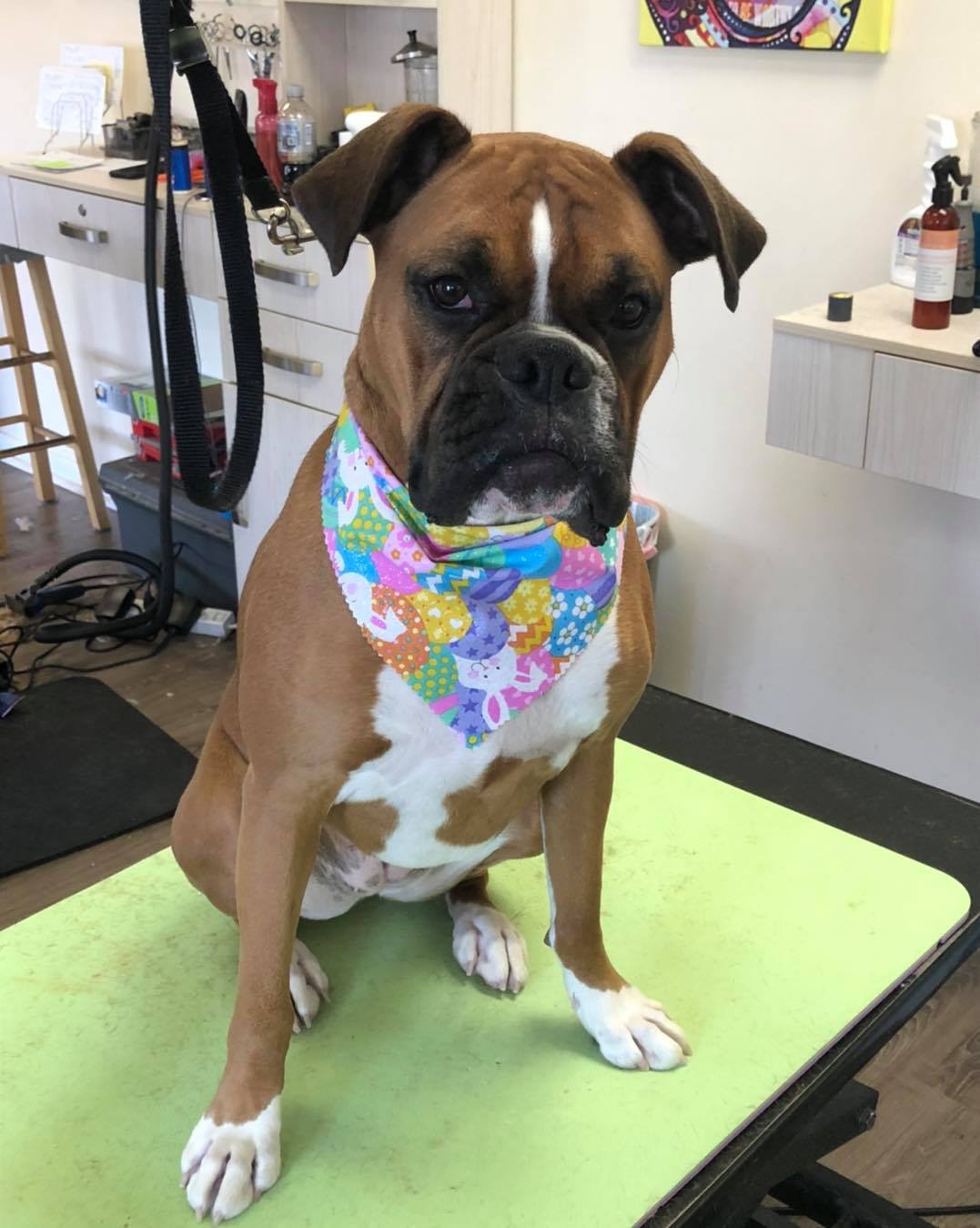 Bulldog with Colorful Bandana – Toms River, NJ – Salty Dog Grooming