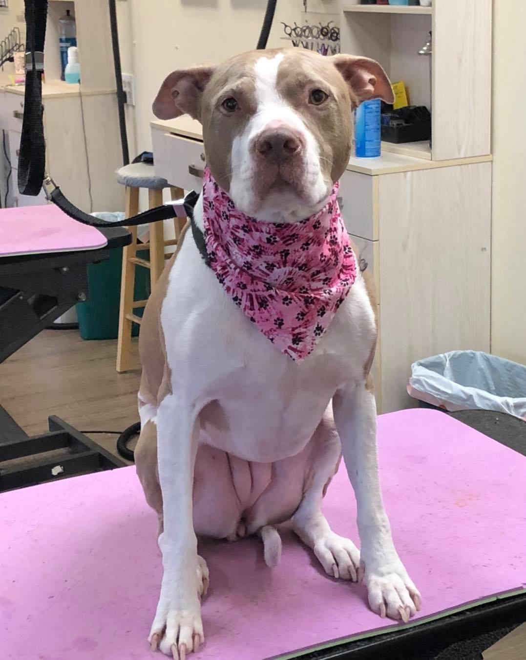 American Staffordshire Terrier - Toms River, NJ – Salty Dog Grooming