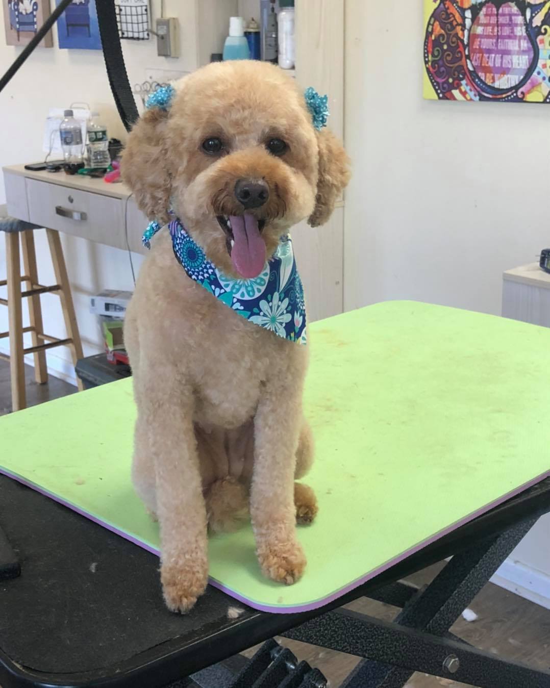 Poodle with Pretty Blue Scarf – Toms River, NJ – Salty Dog Grooming