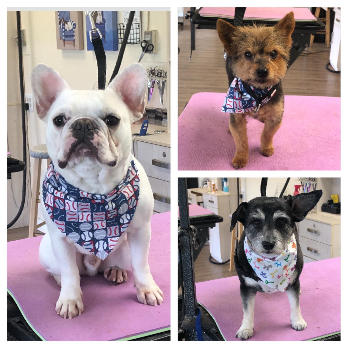 A Pug, a Terrier and Collie – Toms River, NJ – Salty Dog Grooming