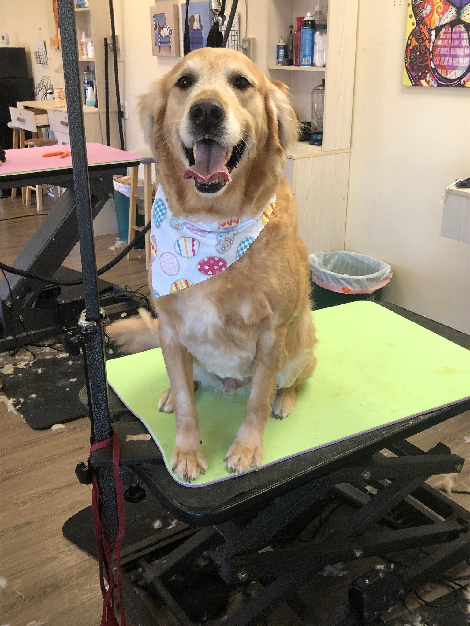 Golden Retriever Happily have His Bath – Toms River, NJ – Salty Dog Grooming