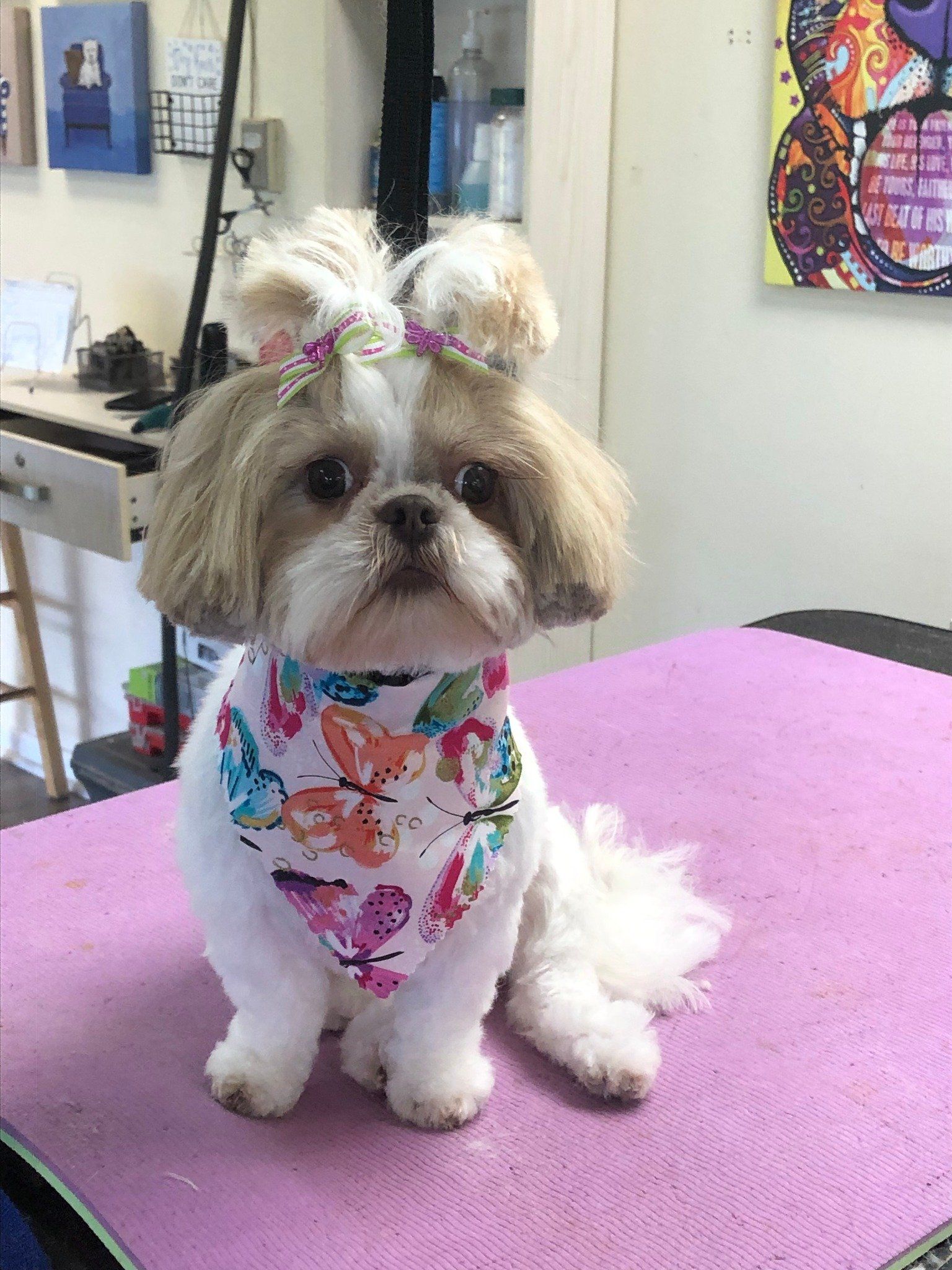 Shih Tzu with Butterffly Bandana and Hairclips – Toms River, NJ – Salty Dog Grooming