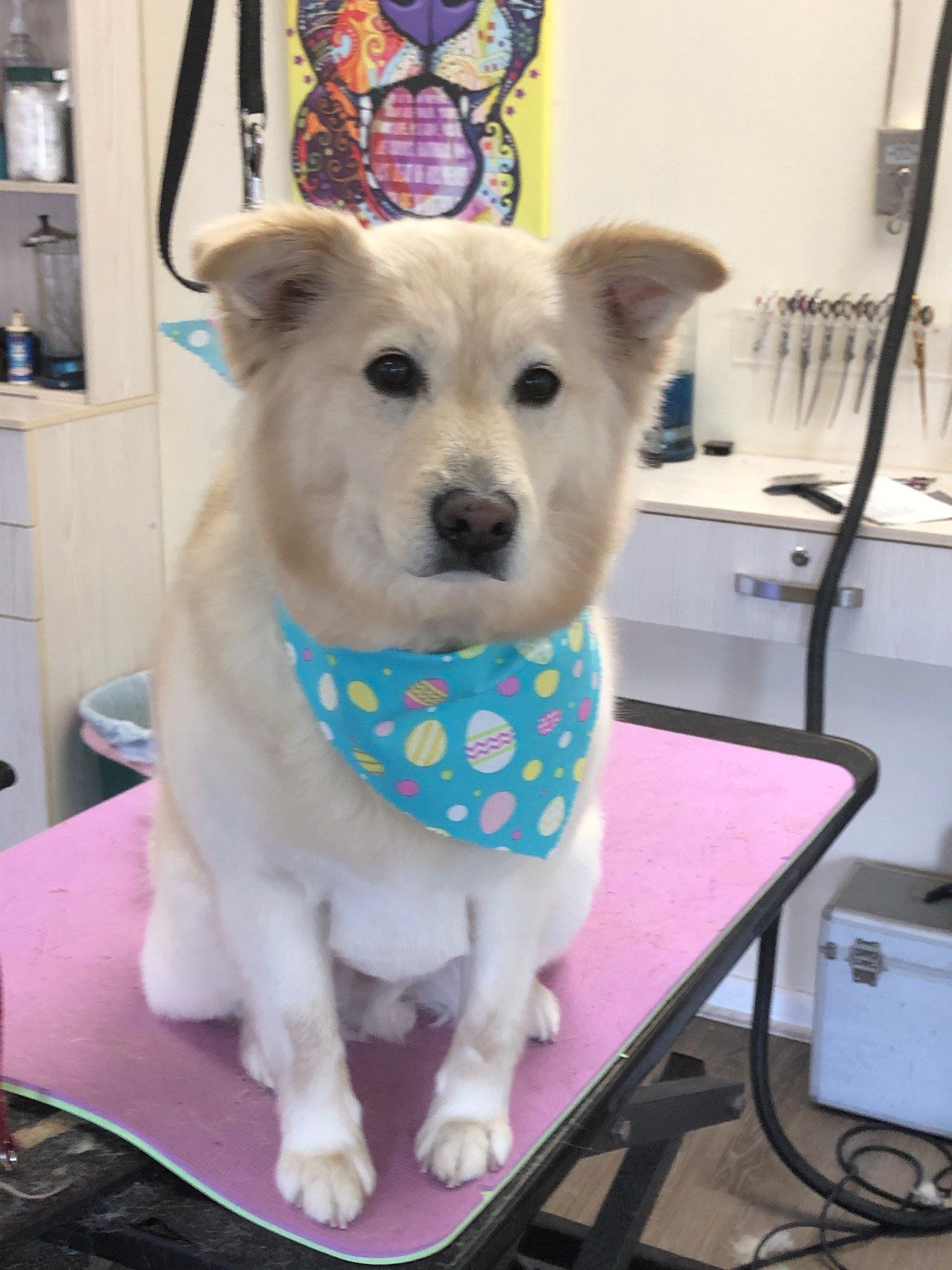 Fully Groomed Dogs Toms River, NJ Salty Dog Grooming