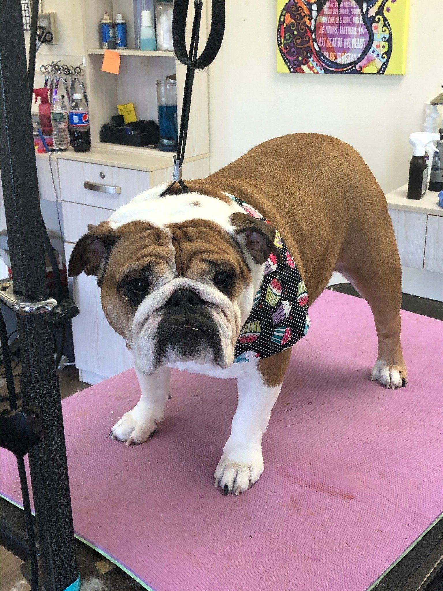 Pug with black Bandana with Cupcakes on it– Toms River, NJ – Salty Dog Grooming