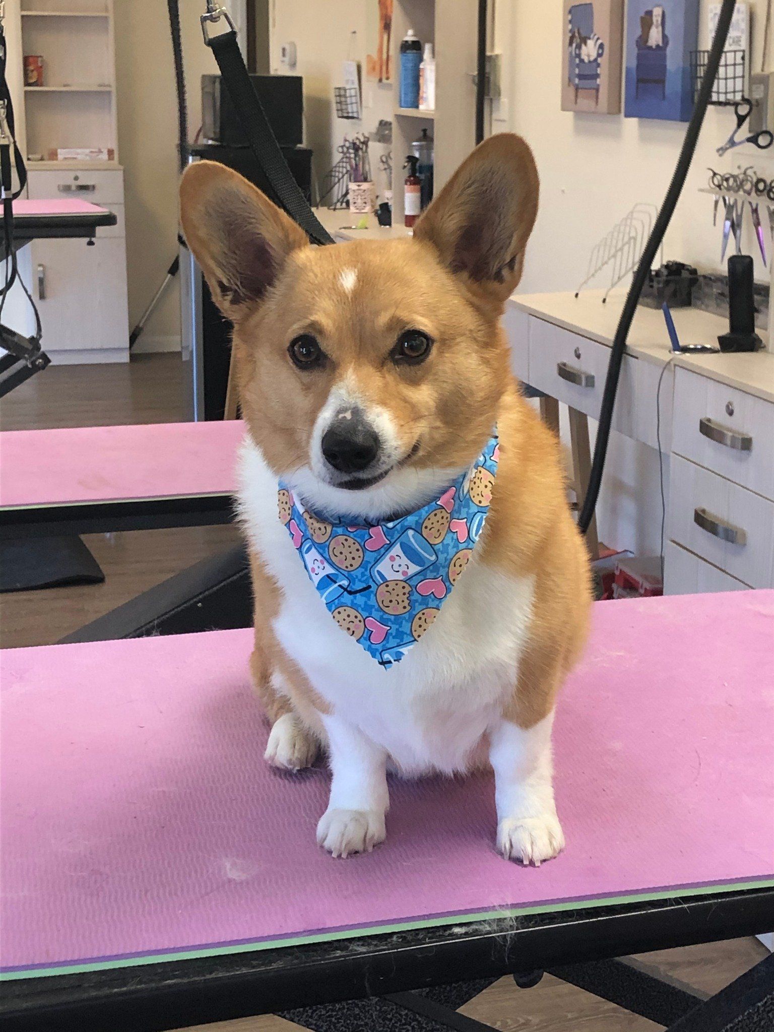 Corgi with Milk and Cookies Bandana – Toms River, NJ – Salty Dog Grooming