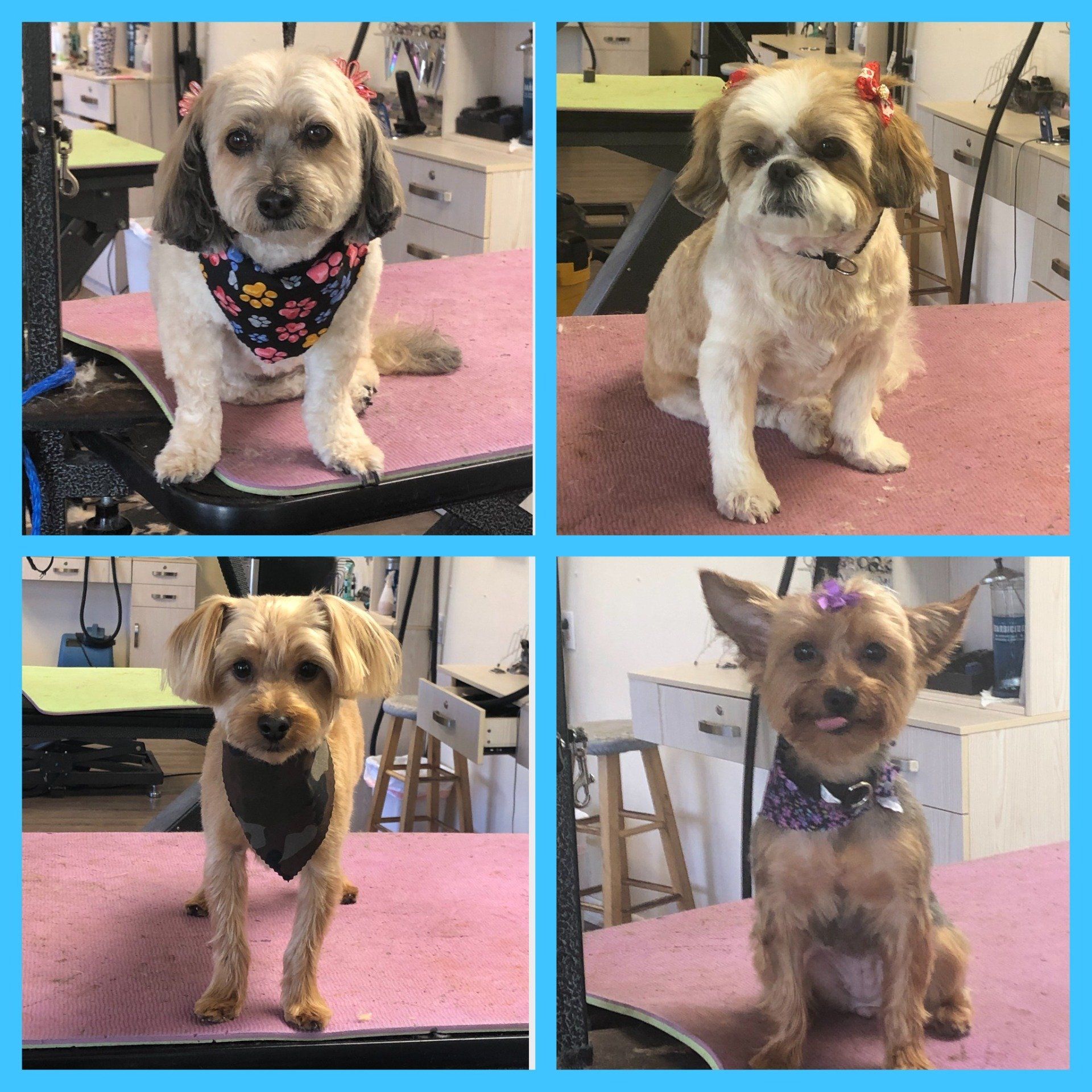Small Breed Dogs – Toms River, NJ – Salty Dog Grooming