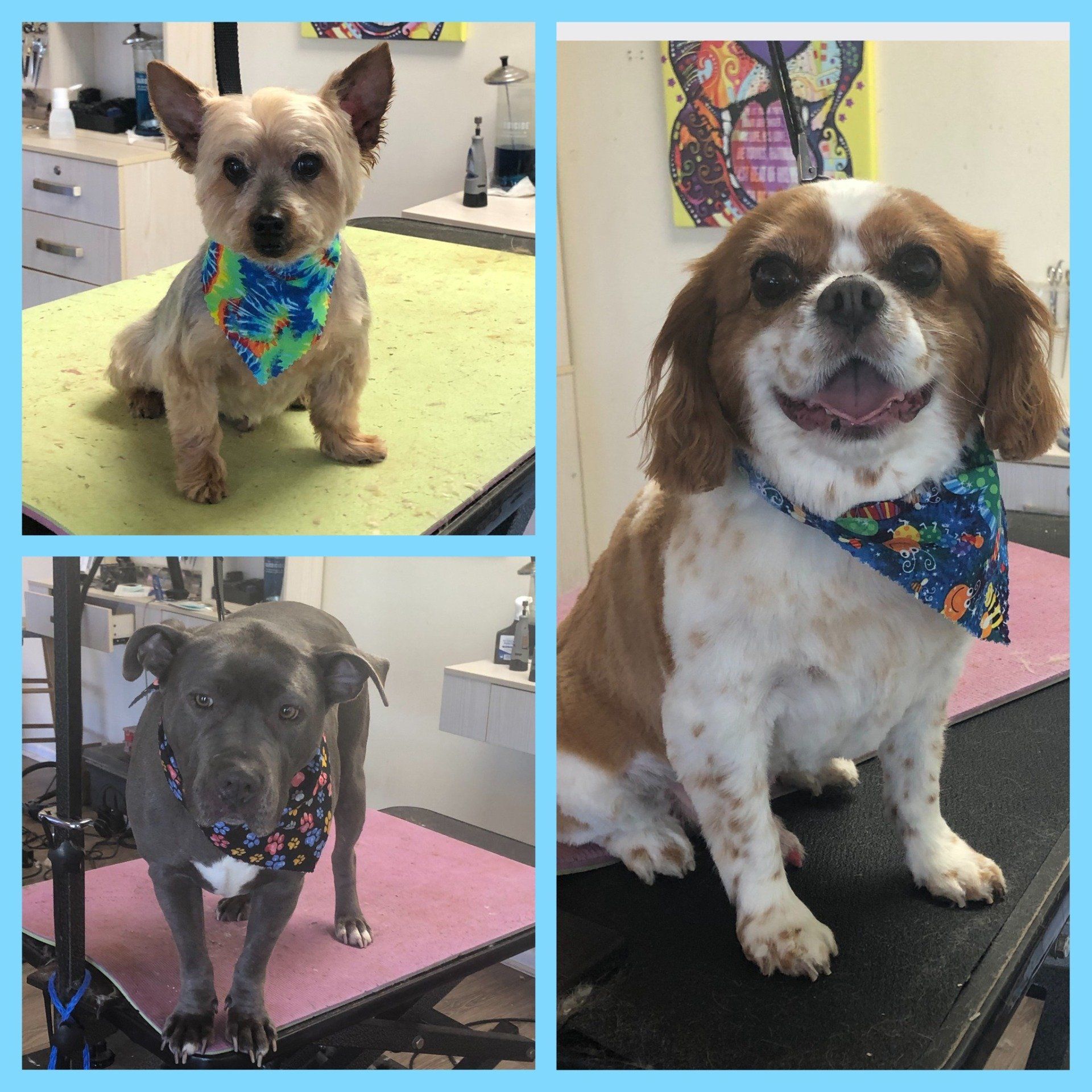 Small Breed with their bandanas – Toms River, NJ – Salty Dog Grooming