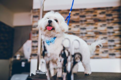 White Maltese Dog at Grooming Salon – Toms River, NJ – Salty Dog Grooming