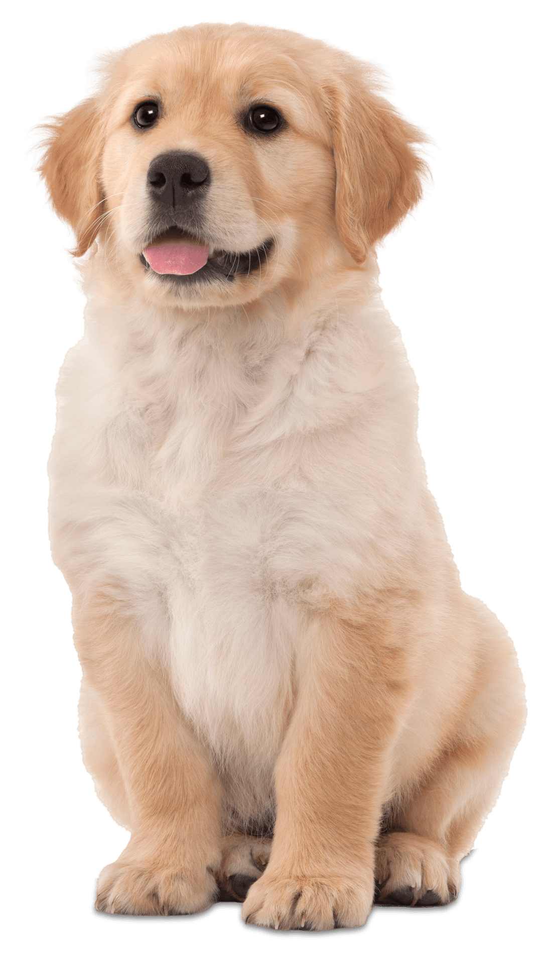 Golden Retriever Puppy – Toms River, NJ – Salty Dog Grooming