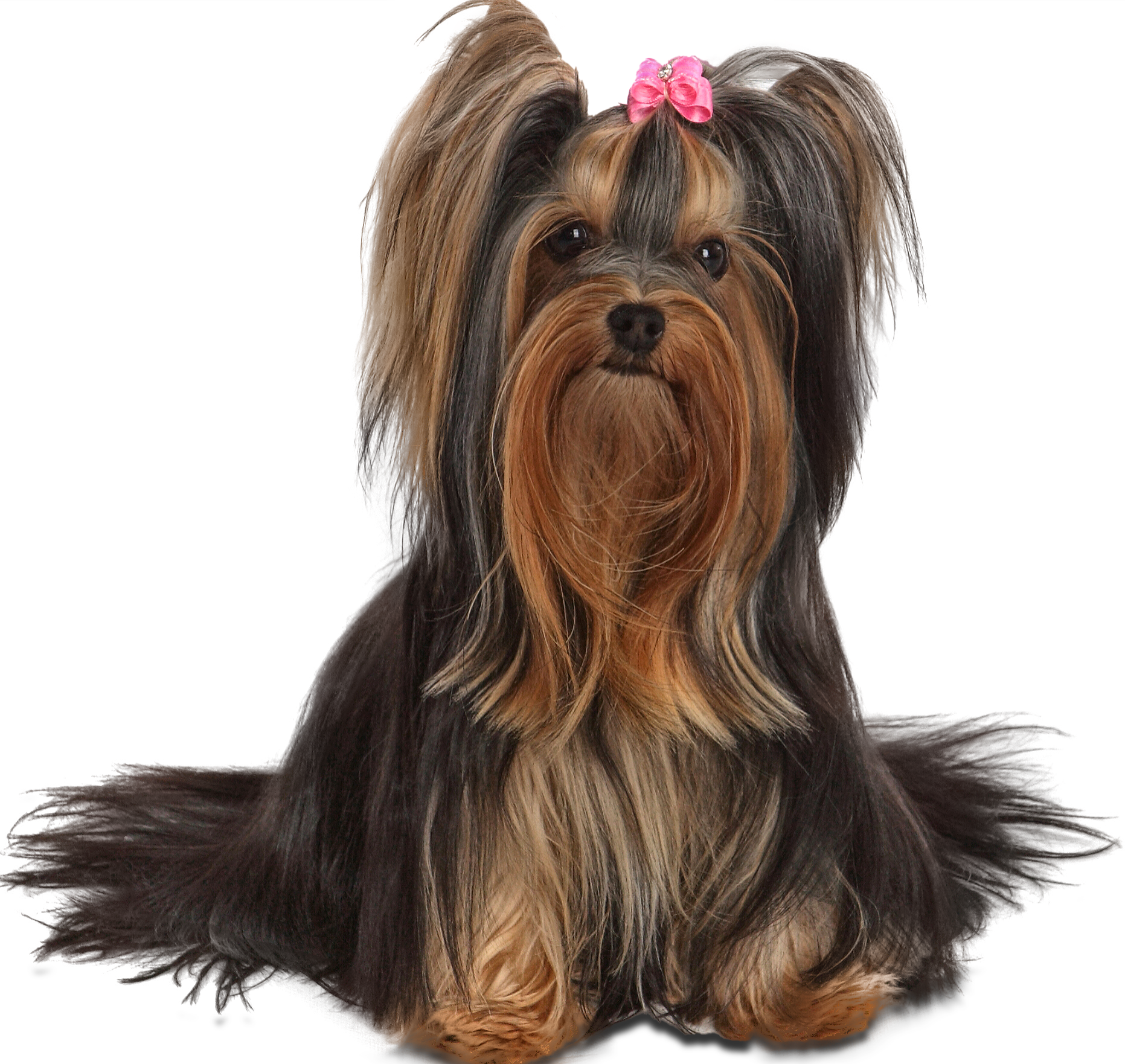 Yorkshire Terrier with a Pink Ribbon on her Head – Toms River, NJ – Salty Dog Grooming