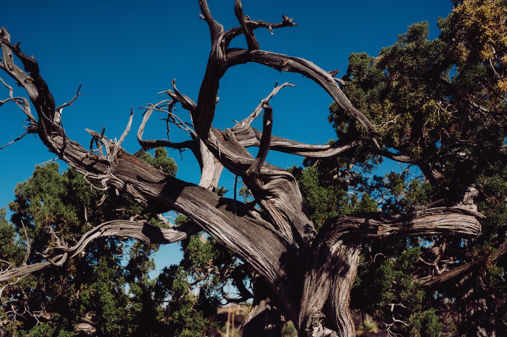 A tree with a lot of branches and leaves against a blue sky.