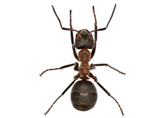 Ant — Real Estate Pest Inspection in Bend, OR
