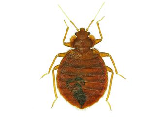 Bed Bug — Real Estate Pest Inspection in Bend, OR