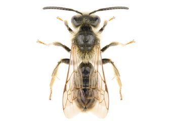 Wasp — Real Estate Pest Inspection in Bend, OR