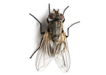 Fly — Real Estate Pest Inspection in Bend, OR