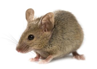 Mice — Real Estate Pest Inspection in Bend, OR