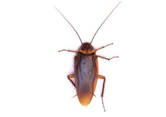 Cockroach — Real Estate Pest Inspection in Bend, OR