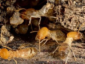 Box Elder Bugs — Real Estate Pest Inspection in Bend, OR