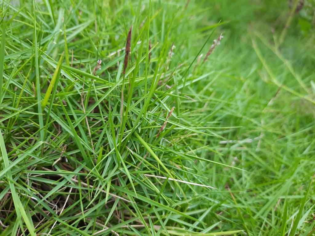 Bentgrass Weed Control Lawn Care with Barnes Quality