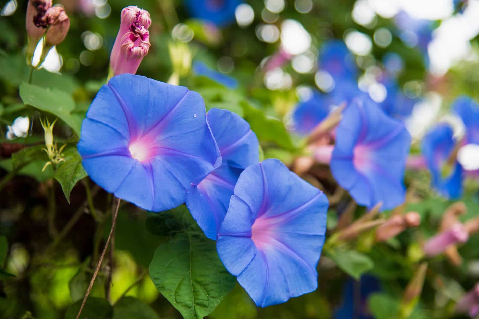 Morning Glory Flower Weed Control Lawn Care with Barnes Quality