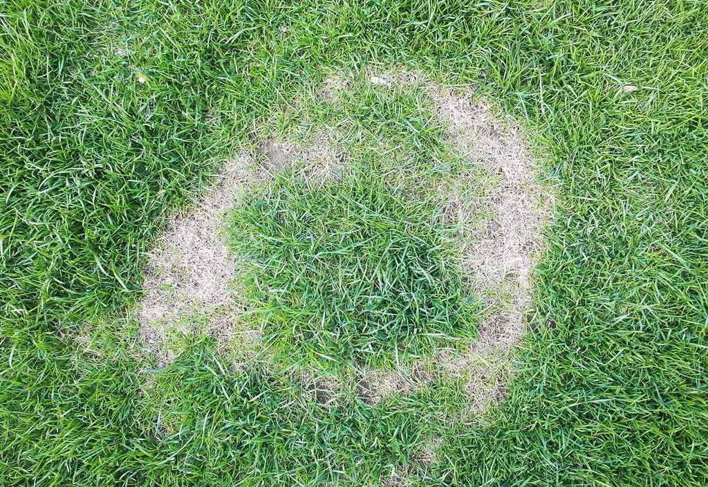 Necrotic Ring Lawn Fungus Lawn Care with Barnes Quality Bend Oregon