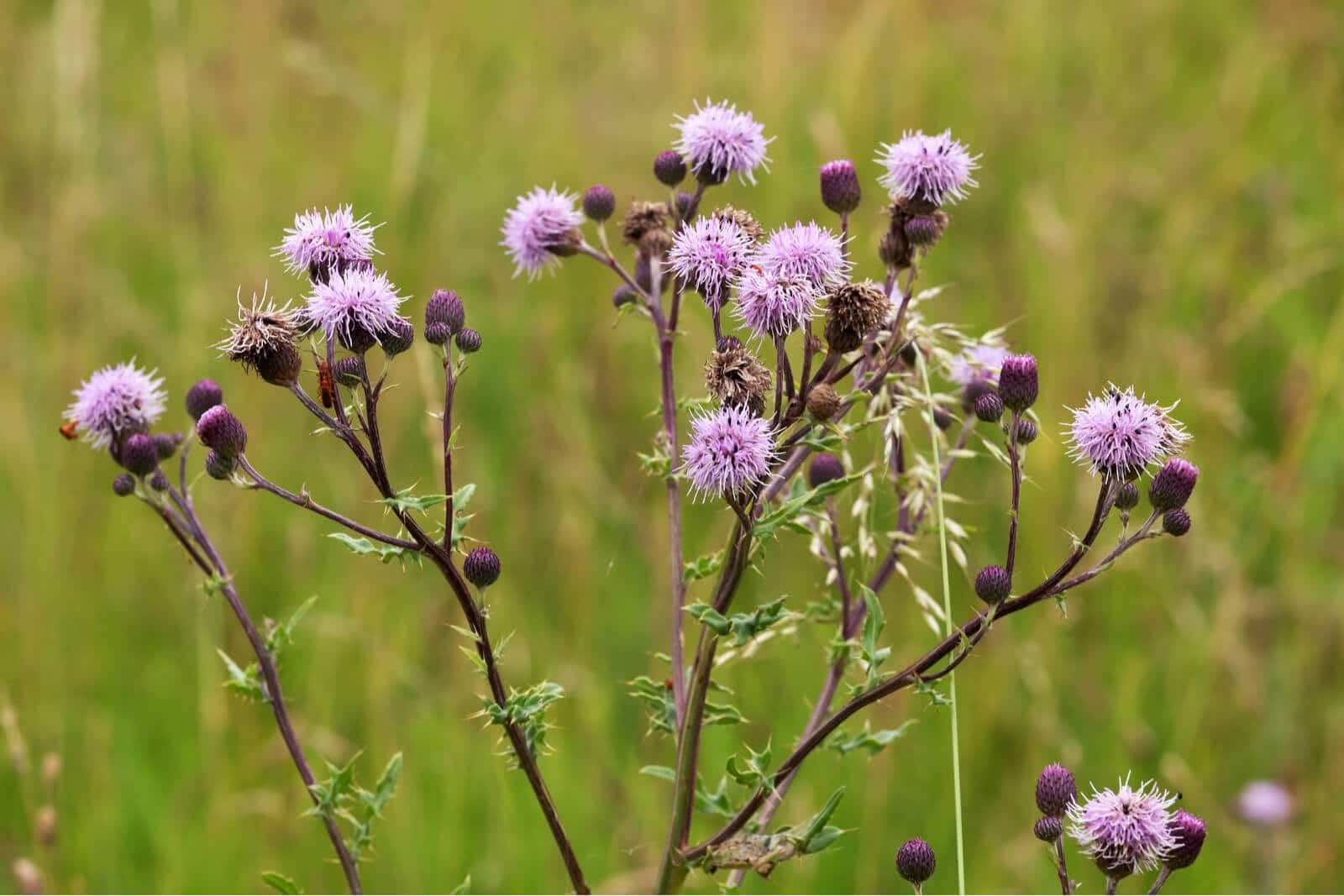 Thistle Weed Control Lawn Care with Barnes Quality Central Oregon