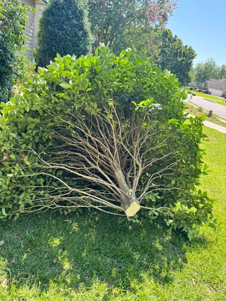 Felled leafy bush on green grass next to a sidewalk. The trunk is cut. Sunny outdoor setting.