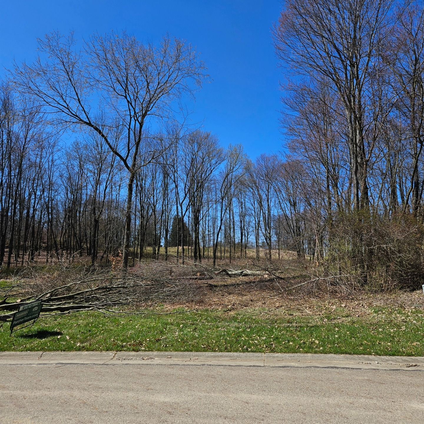 Bare trees in front of a clearing under a bright blue sky. Green grass in foreground, road below.