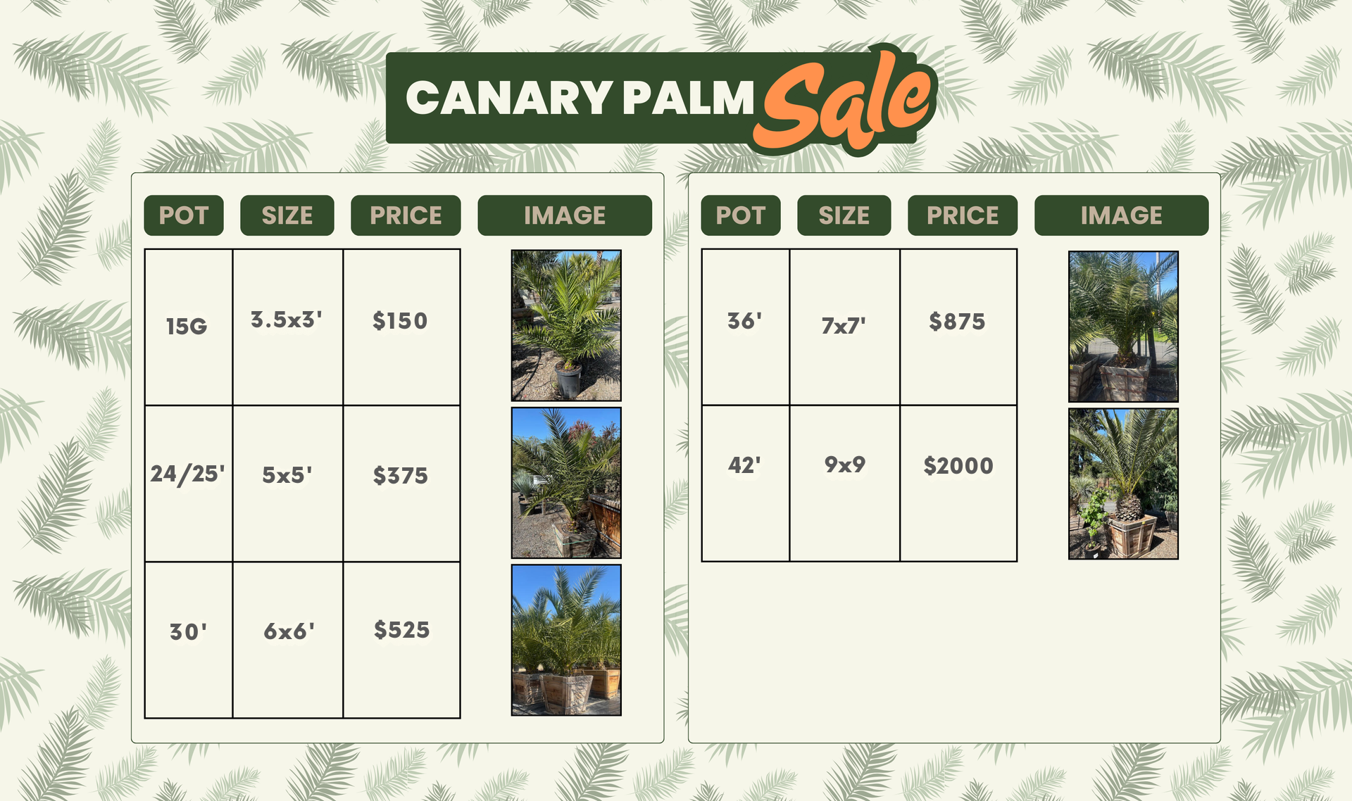 A canary palm sale is being advertised on a website.