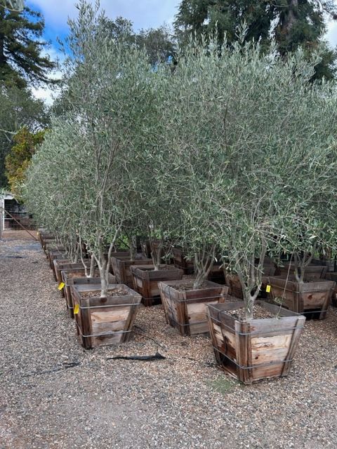 A row of olive trees in wooden pots in a garden.