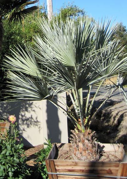 Brahea Armata – Mex Blue Fan