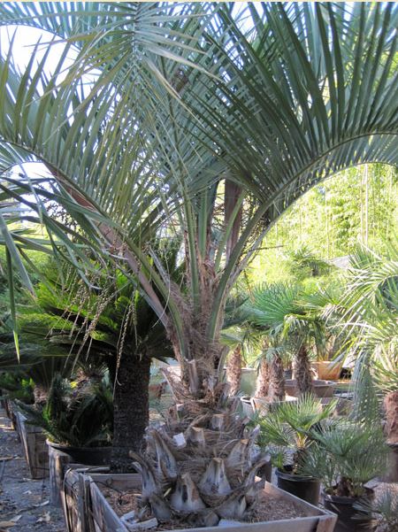 Butia Capitata – Pindo Palm